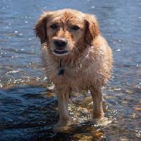 Pixwords Das Bild mit Hund, Wasser, Tier Emilyskeels22 - Dreamstime