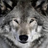 Pixwords Das Bild mit wolf, tier, wild, hund Alain - Dreamstime